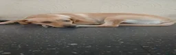Labrador Retriever dogs for sale: Labrador  in London - Advert 1