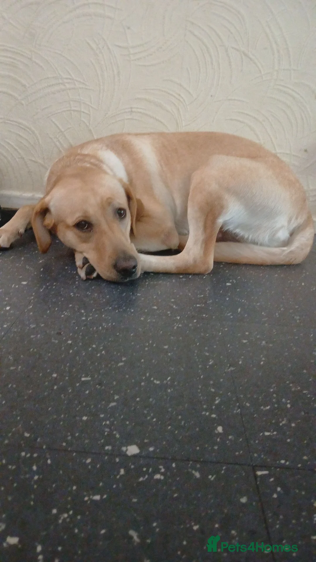 Labrador Retriever dogs for sale: Labrador  in London - Advert 1