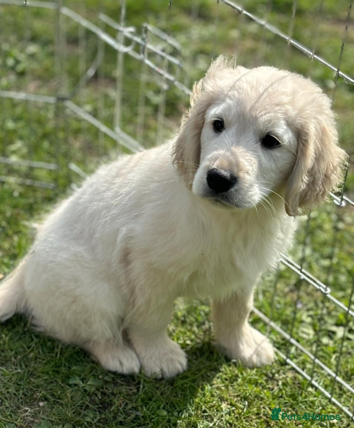 Golden Retriever dogs Adorable golden retriever puppies Ready Now! - Advert 1