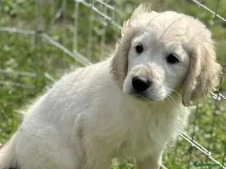 Golden Retriever dogs Adorable golden retriever puppies Ready Now! - Advert 1