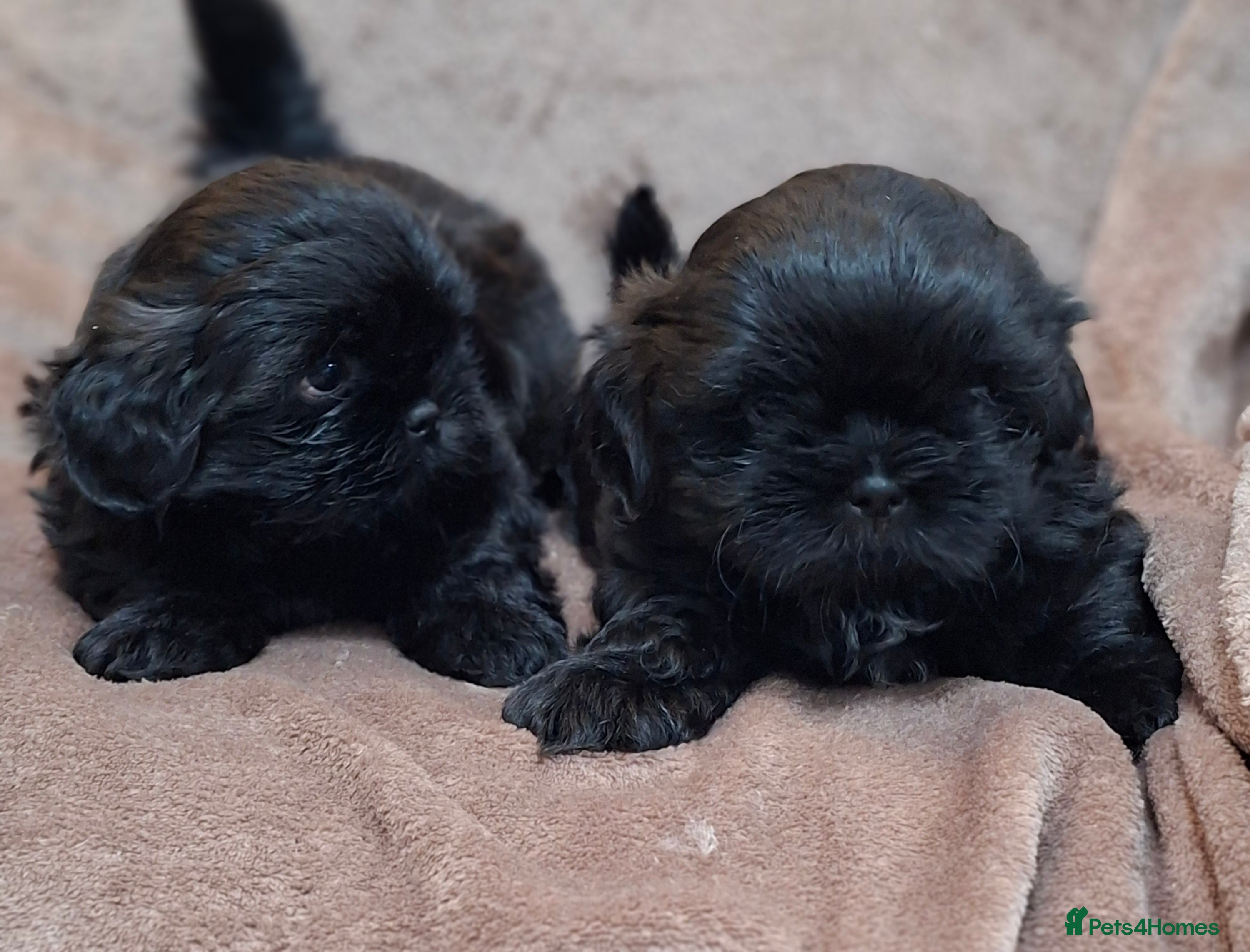 Shih Tzu dogs * Last 2 boys* Shih Tzu puppies - Advert 15