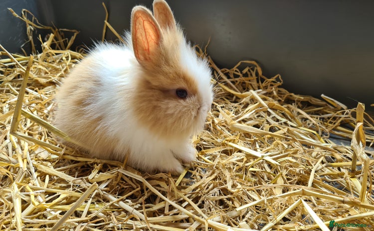 Lionhead rabbits - Advert 1