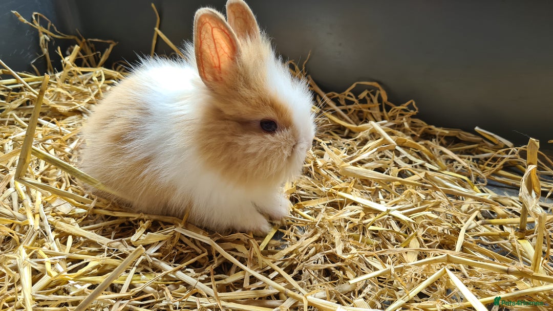 Lionhead rabbits for sale: Gorgeous Baby Lionhead Bunnies - Image 1
