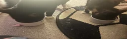 American Shorthair cats for sale: 2 shorts hair boys in Birmingham - Advert 2