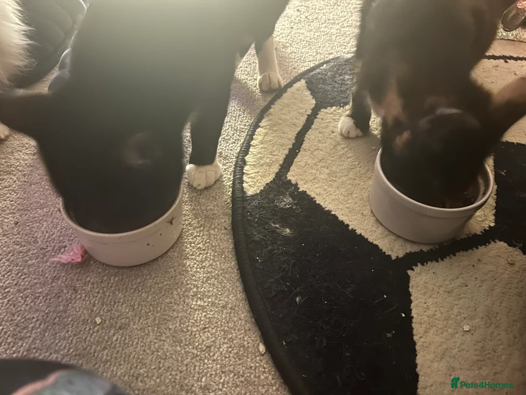 American Shorthair cats for sale: 2 shorts hair boys in Birmingham - Advert 2