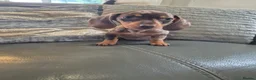 Miniature Dachshund dogs for sale: KC Dachshunds  - Ready now - Advert 11