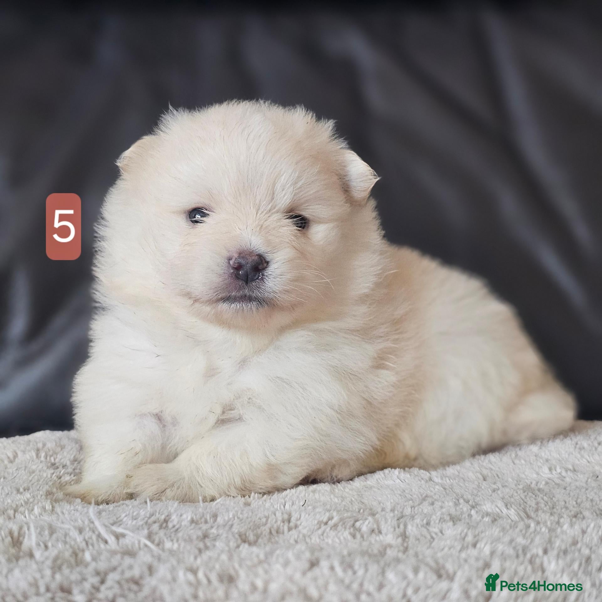 Pomeranian dogs Beautifull litter of full pomeranians - Advert 10