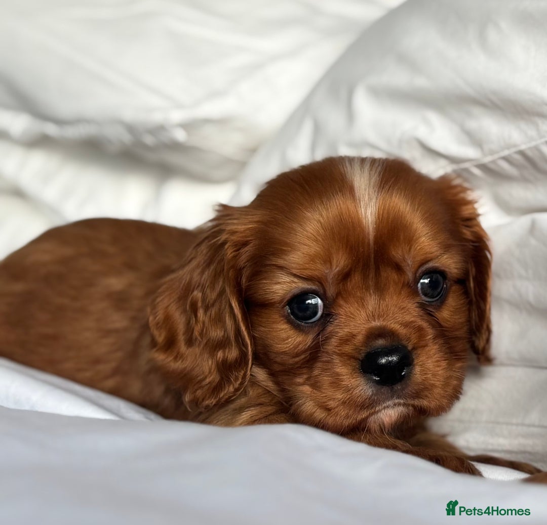 Cavalier King Charles Spaniel dogs for sale: 🐶KC REG, EXTENSIVELY HEALTH TESTED CAVALIER 🐶  - Advert 17