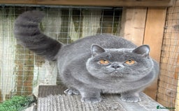 British Shorthair cats for sale: Blue girl available  - Advert 3