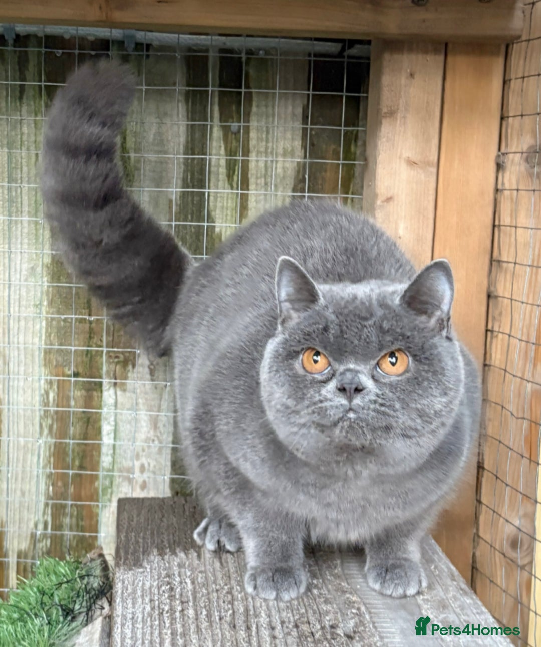 British Shorthair cats for sale: Blue girl available  - Advert 3