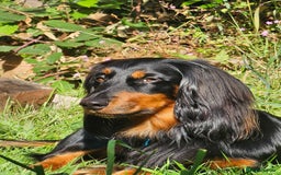 Dachshund dogs for stud: Long haired Dachshund for Stud  - Image 6
