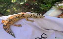 Leopard Gecko reptiles for sale: Leo the Leopard Gecko. Black Night/Mack Snow - Image 9