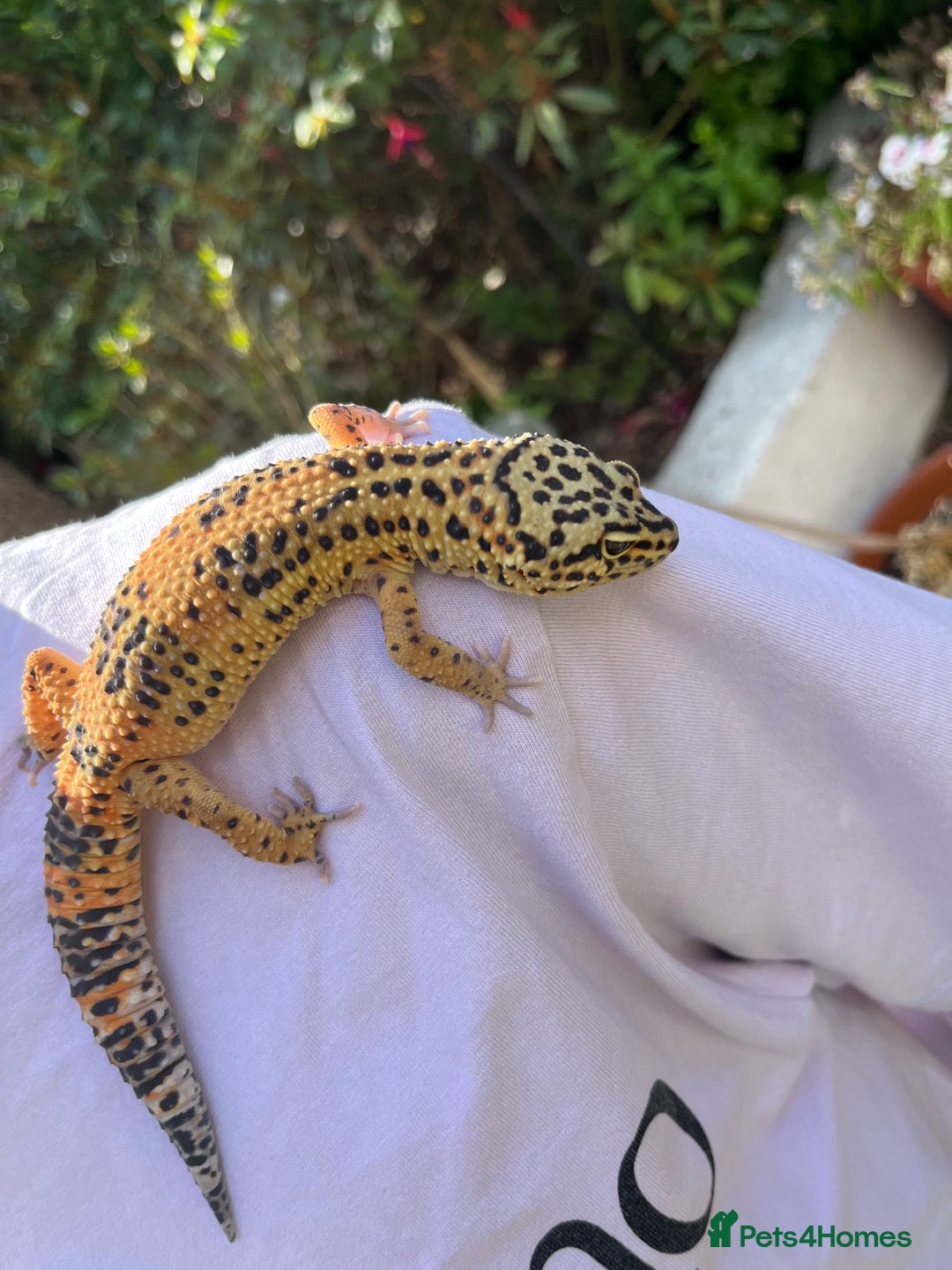 Leopard Gecko reptiles for sale: Leo the Leopard Gecko. Black Night/Mack Snow - Image 9