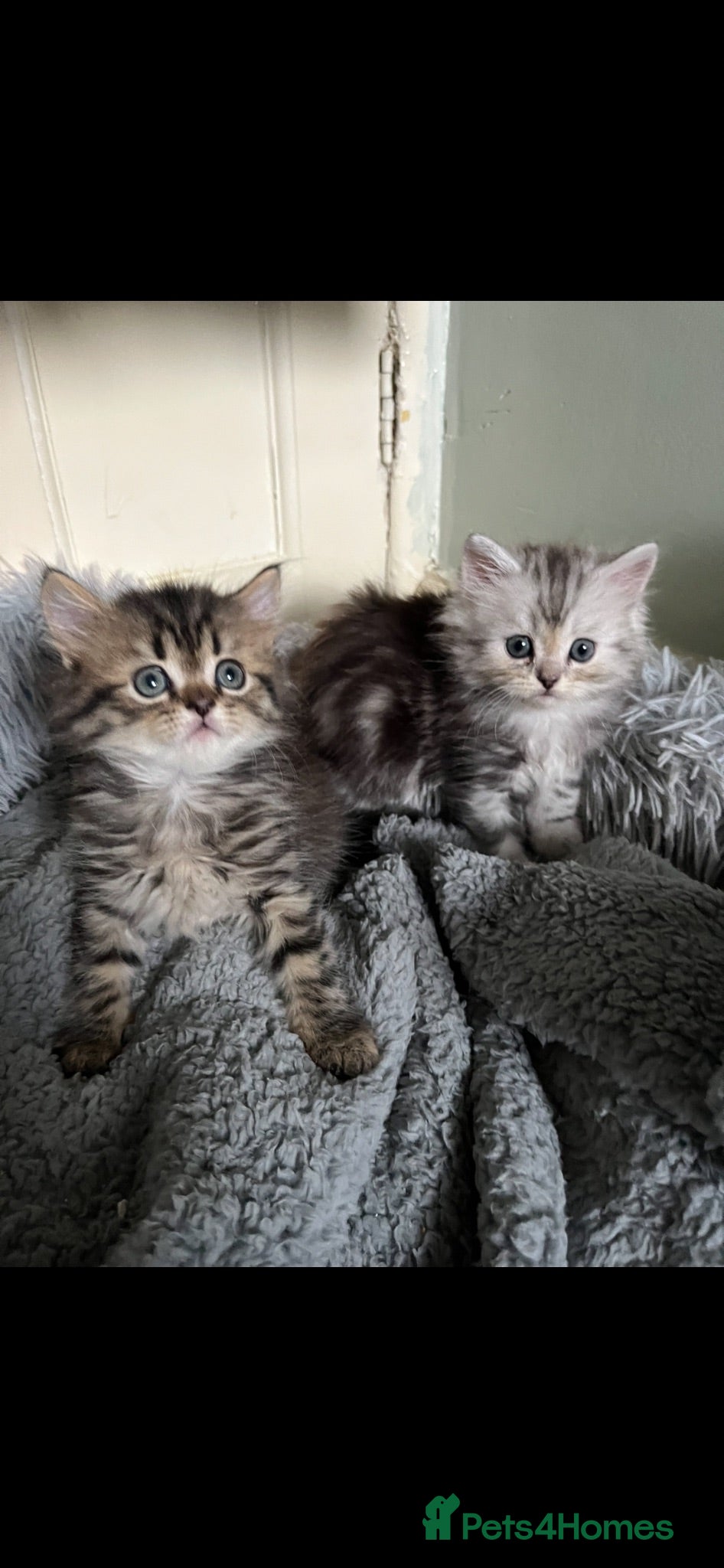 Persian cats Half persian kittens  - Advert 10