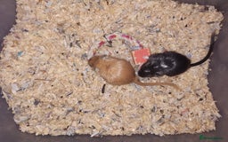 Gerbil rodents for sale: Super friendly gerbils from hobby breeder  - Image 32