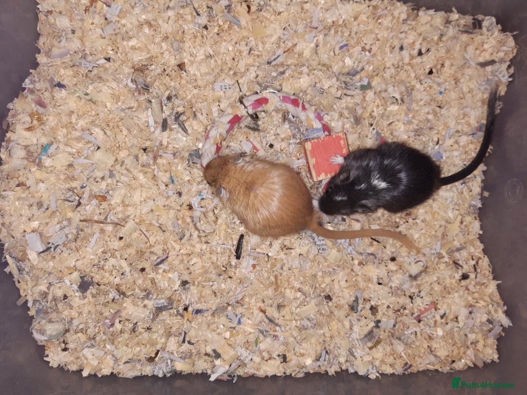 Gerbil rodents for sale: Super friendly gerbils from hobby breeder  - Image 32