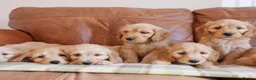 Mini Goldendoodle dogs for sale: Stunning Health Tested Miniature Goldendoodles - Advert 8