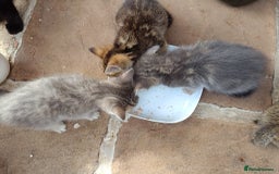 Mixed Breed cats for sale: Adorable kitties ready to go.  - Image 15