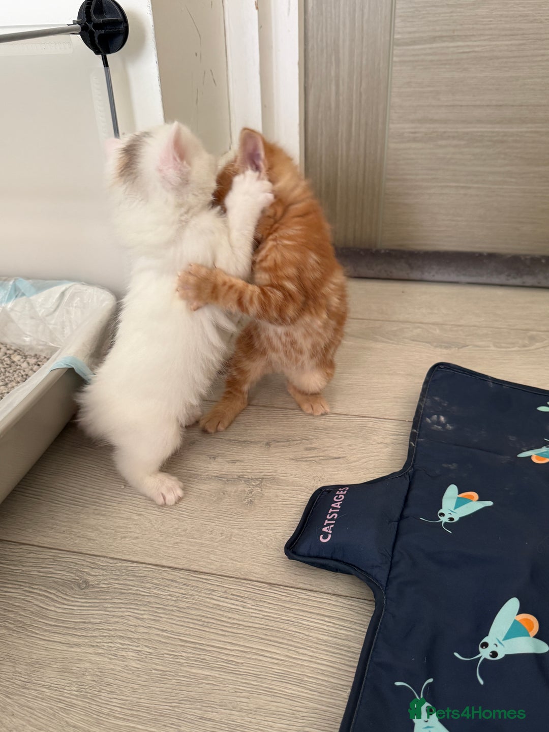 Turkish Angora cats for sale: Cute Turkish Angora x British Shorthair Kittens - Advert 5