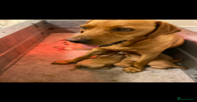 Labrador Retriever dogs - Advert 2
