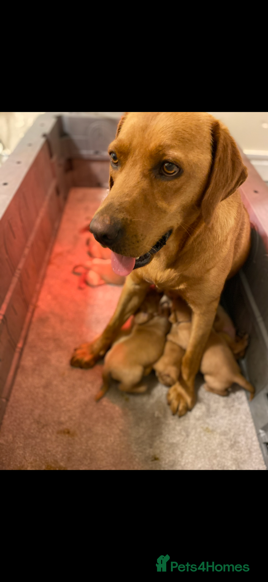 Labrador Retriever dogs for sale: Last 2 lab pups kc/ health tested parents  - Image 2
