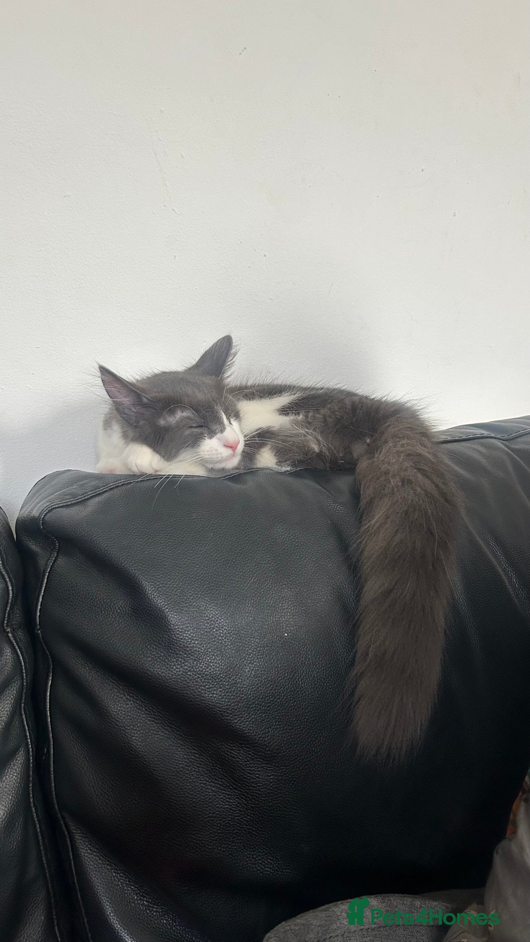 Maine Coon cats for sale: Main coon kitten + accessories - Advert 3