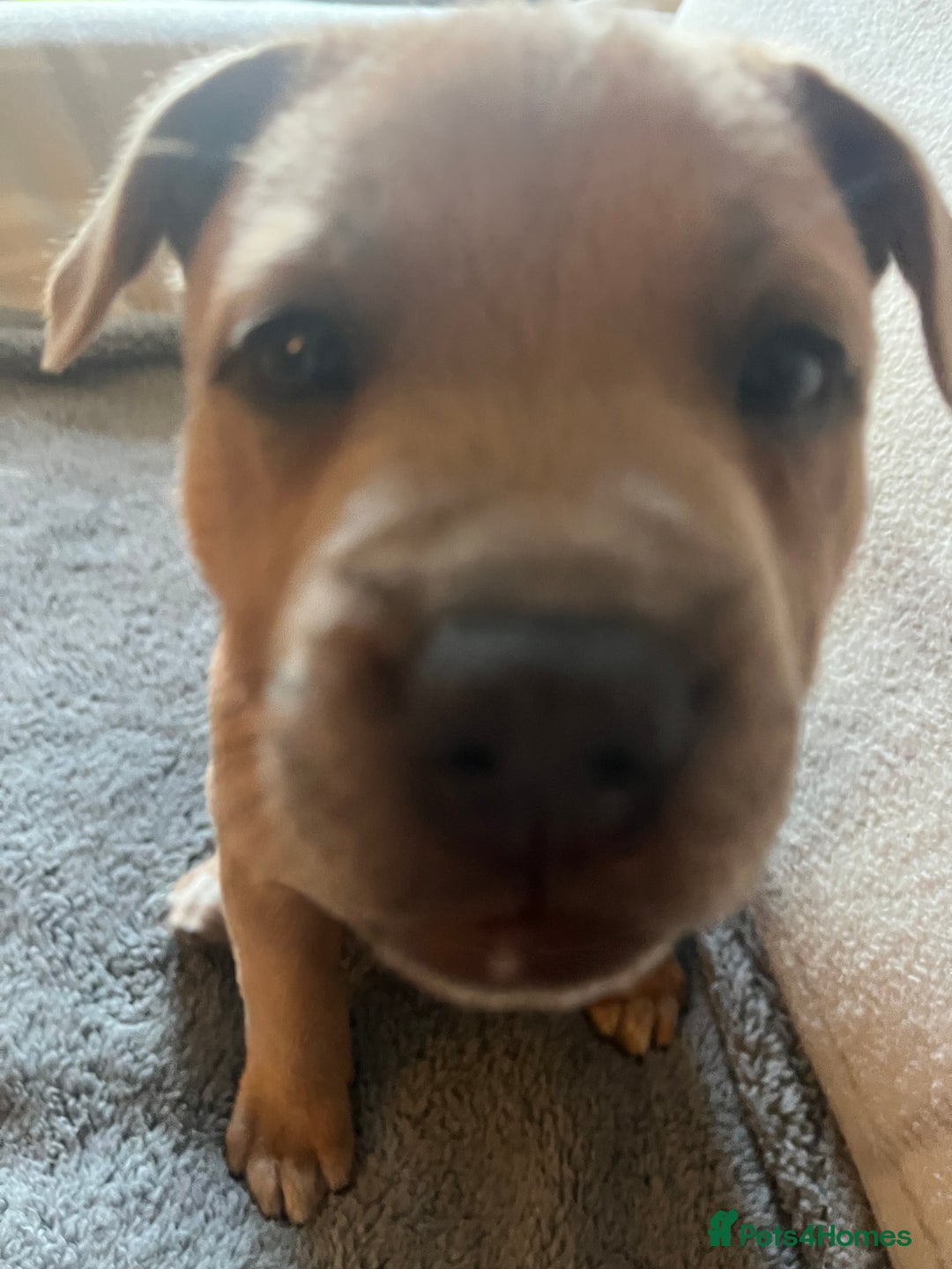 Staffordshire Bull Terrier dogs for sale: Female staffy  - Image 3