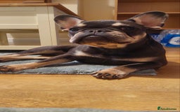 French Bulldog dogs for sale: French Bulldog  - Advert 8