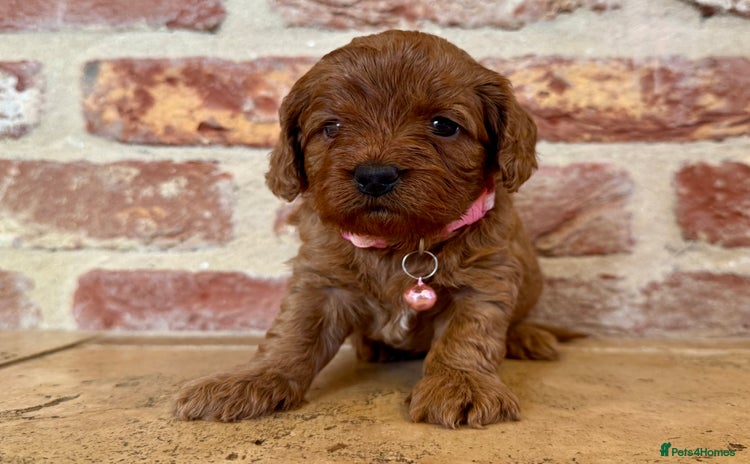 Cavapoo dogs - Advert 4