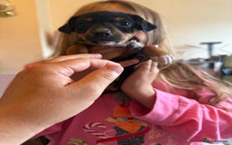 Jack Russell dogs for sale: Gorgeous Jack Russell Puppies - Image 8