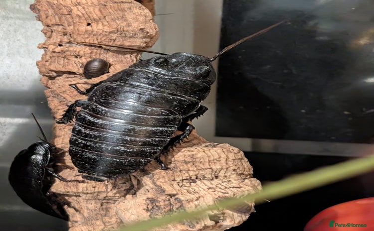 Cockroaches invertebrates Madagascan Hissing Cockroach - Advert 15
