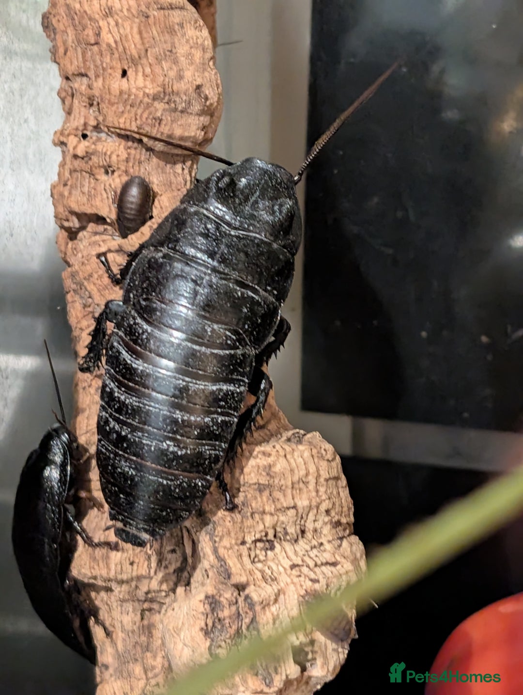 Cockroaches invertebrates for sale: Madagascan Hissing Cockroach - Advert 1