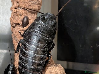 Cockroaches invertebrates for sale: Madagascan Hissing Cockroach - Advert 1