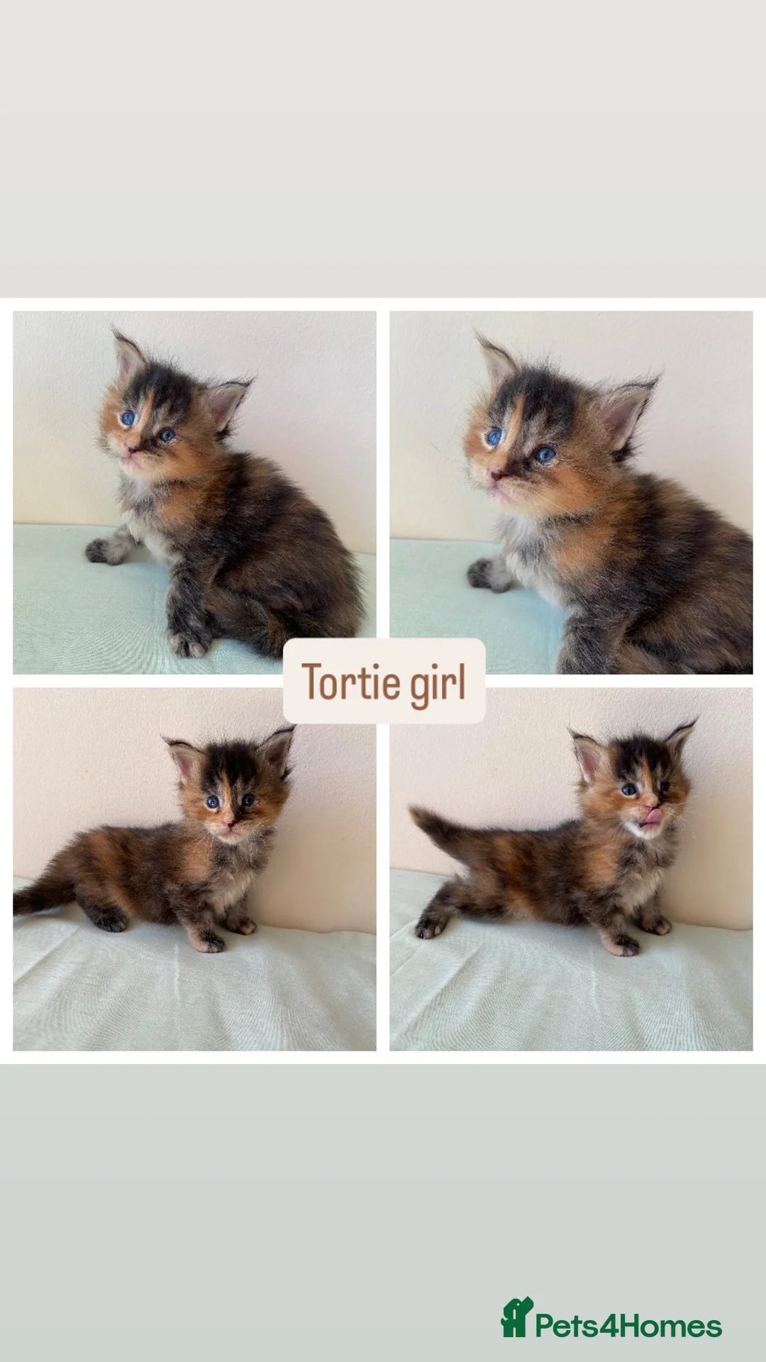 Maine Coon cats for sale: GCCF Maine Coon kittens  - Advert 2