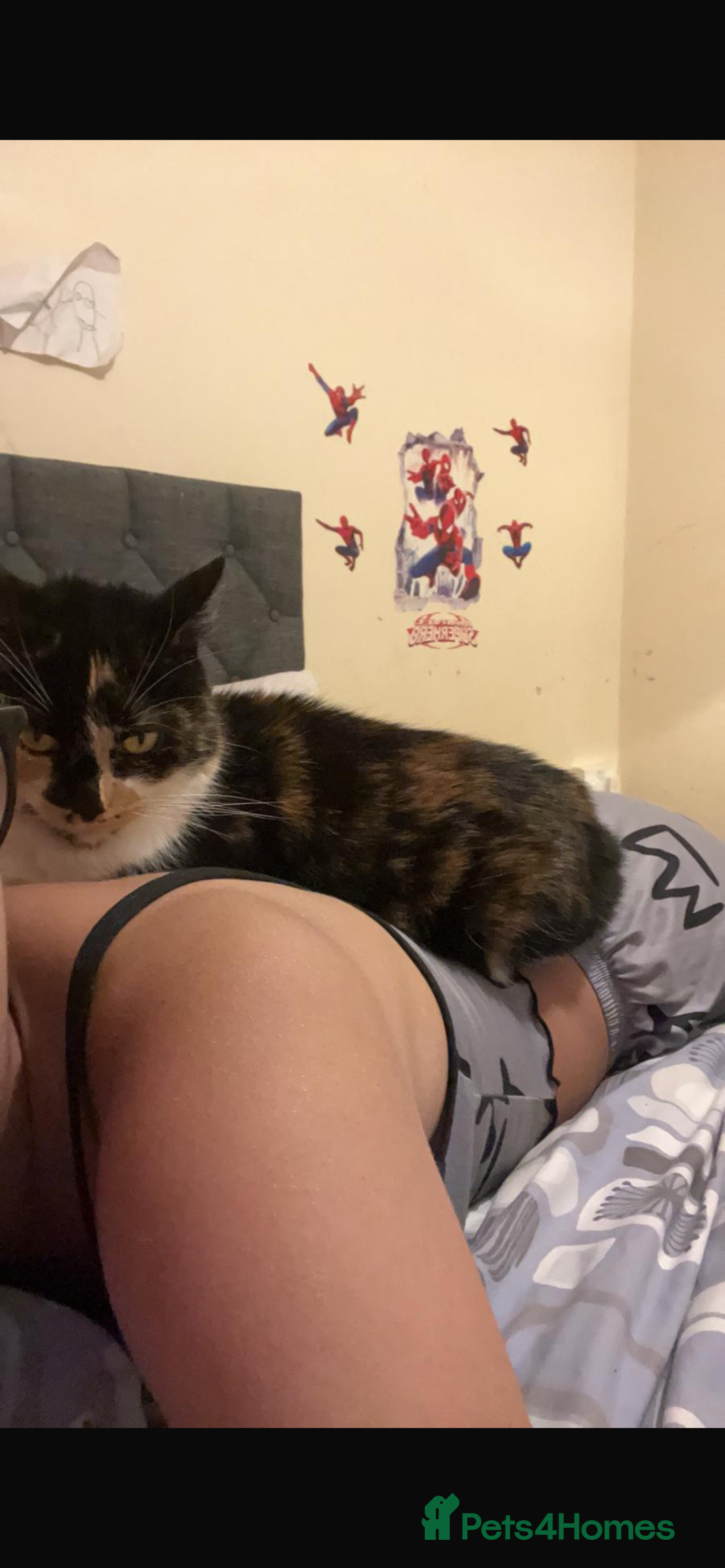 Mixed Breed cats for sale: Cute cat for free  - Image 2