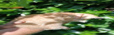 Domestic Shorthair 2