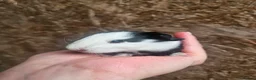 Guinea Pig rodents for sale: Baby Guinea Pigs in Rhyl - Advert 5