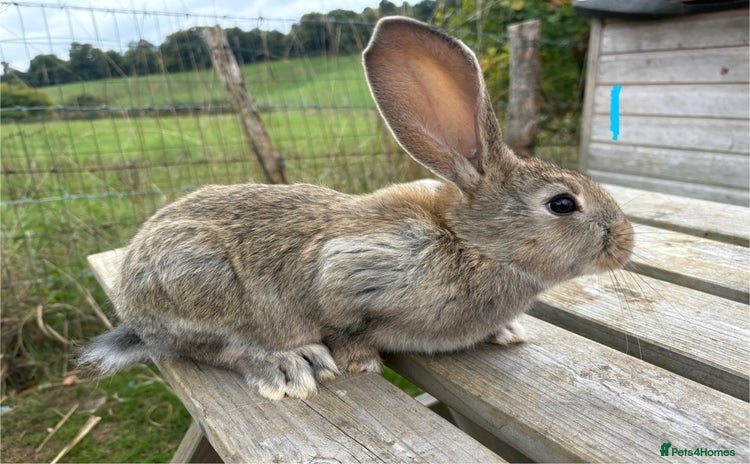 Continental Giant rabbits - Advert 3