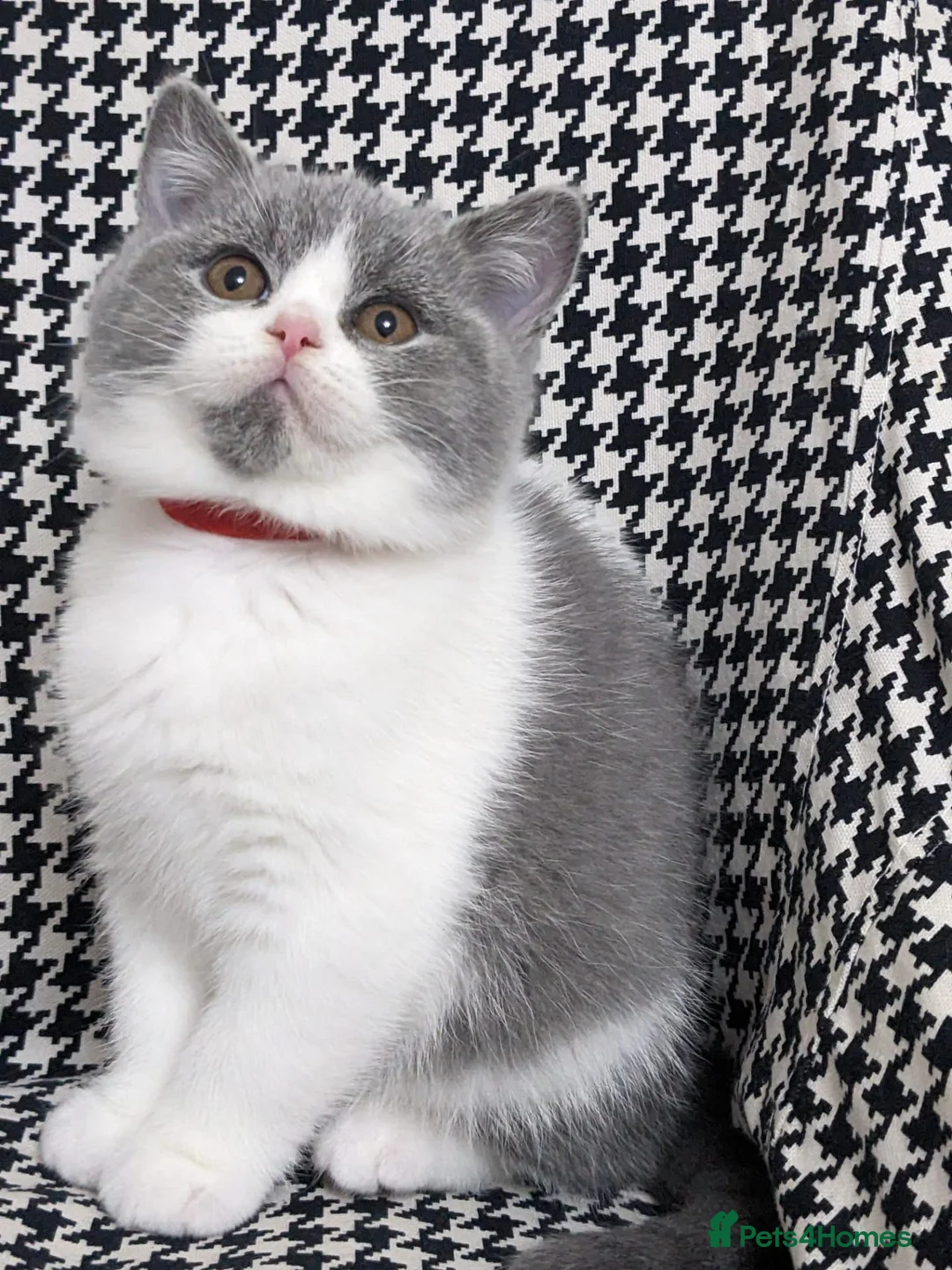 British Shorthair cats for sale: Amazing British Shorthair Bicolour kittens  - Advert 15