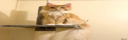 Maine Coon cats for sale: Retired Queen - TICA Registered - Advert 4