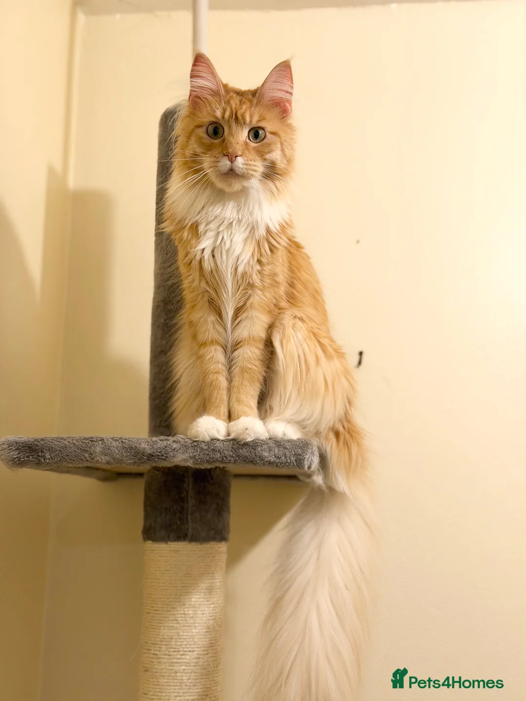 Maine Coon cats for sale: Retired Queen - TICA Registered - Advert 4