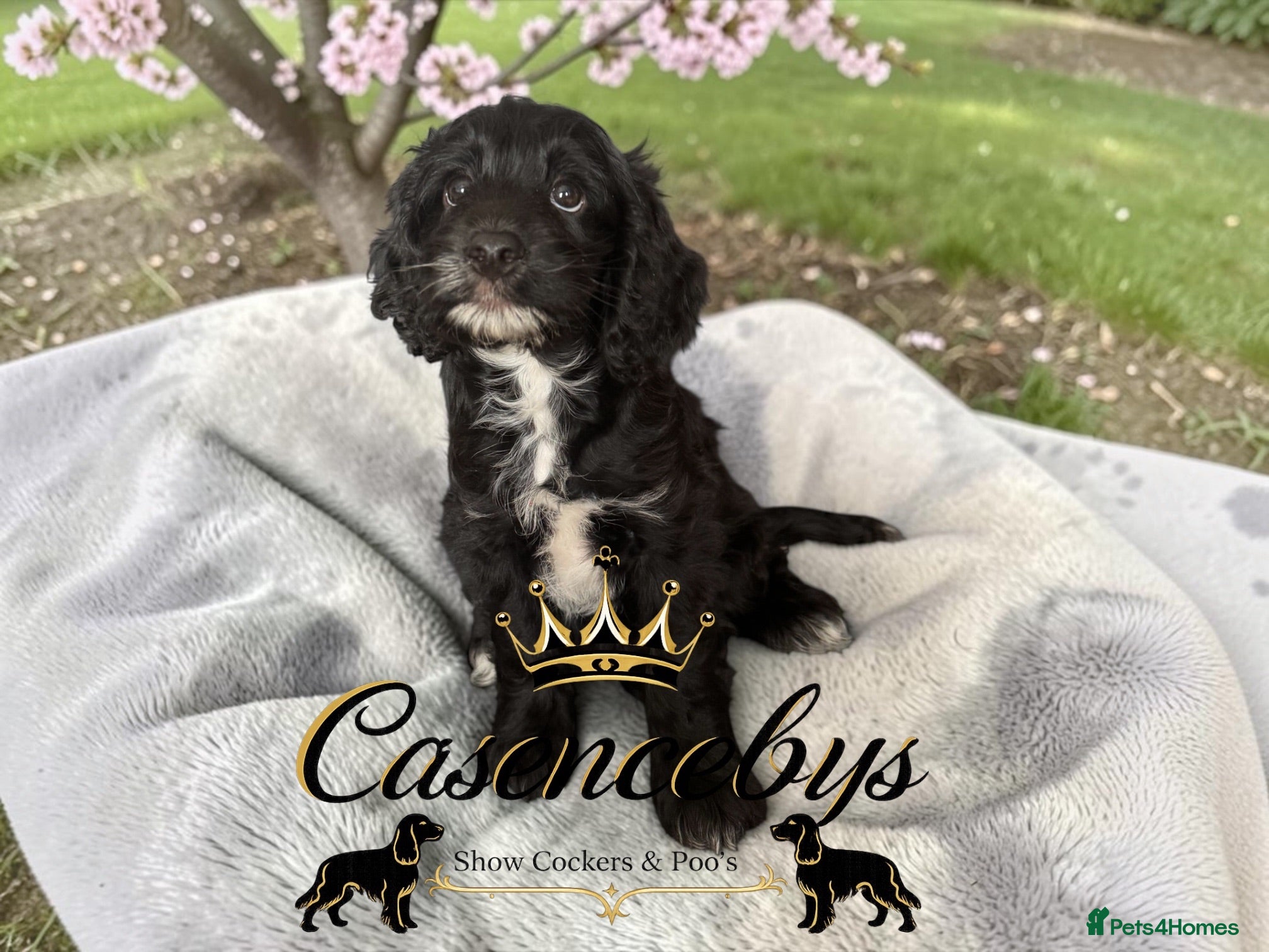 Cockapoo dogs READY THIS WEEK- DNA CLEAR F1 miniature cockapoos - Advert 2