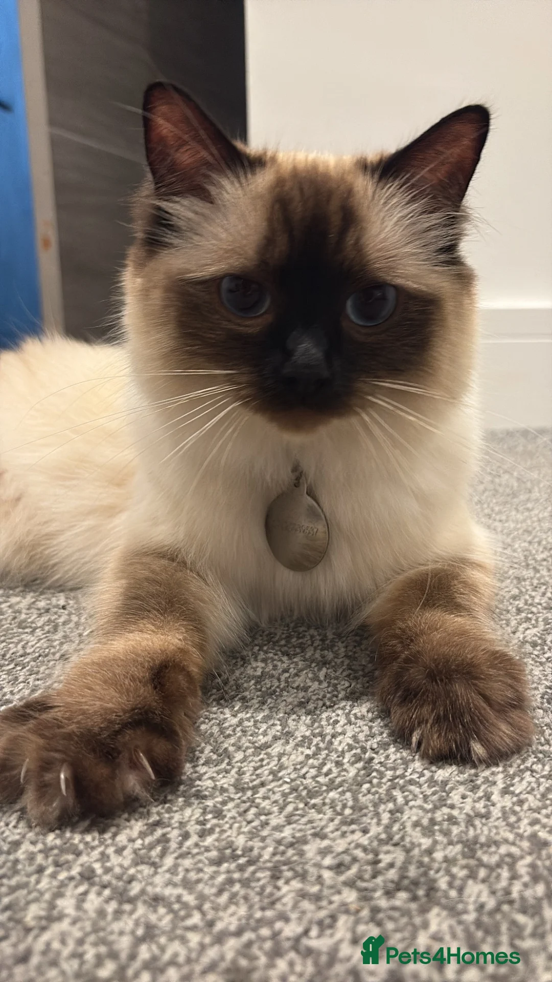Ragdoll cats for sale: Half ragdoll half mixed  in Sevenoaks - Advert 1