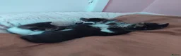 Mixed Breed cats for sale: Gorgeous Bengal x kittens for sale. - Advert 18