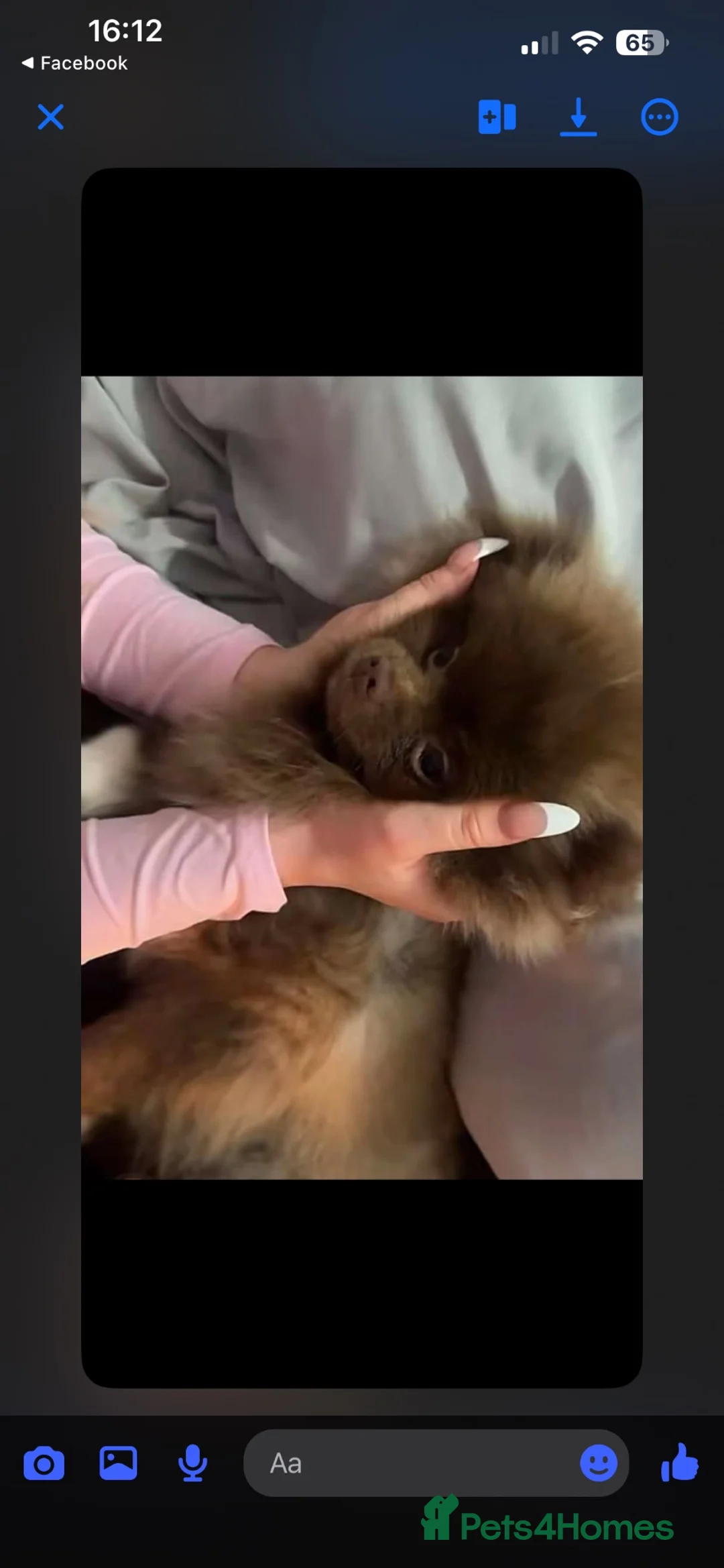 Pomeranian dogs for sale: Pomeranian - Advert 4