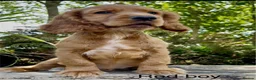 Cocker Spaniel dogs for sale: The best of both worlds Cocker Spaniel Puppies in Melton Mowbray - Advert 3