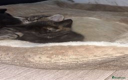 British Longhair cats for sale: 2  black and ginger girls  - Image 9