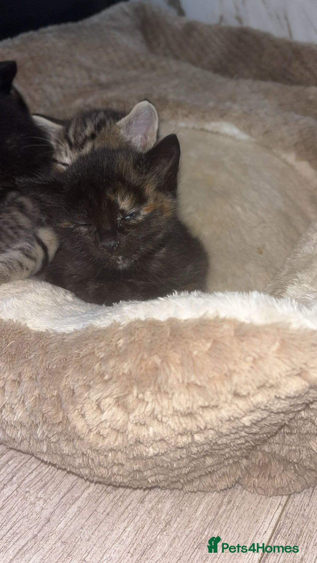 British Longhair cats for sale: 2  black and ginger girls  - Image 9