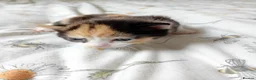 Mixed Breed cats for adoption: Rare female kittens - Advert 10