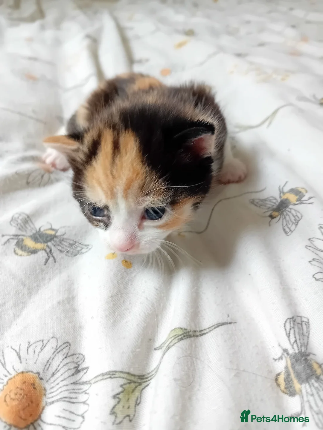 Mixed Breed cats for adoption: Rare female kittens - Advert 10